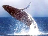 Whale Watching Blue Dolphin Charters